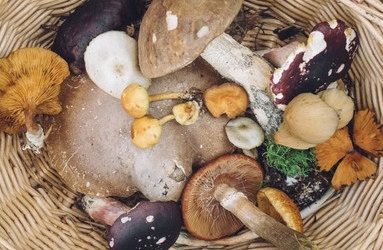 RECIPE: Mushroom Bread Stuffing from Joanne Sasvari