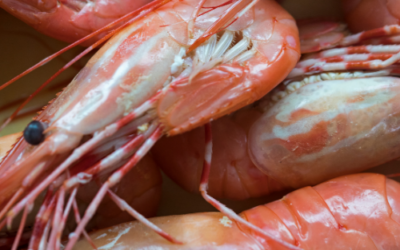 Episode 98: Steveston Spot Prawns & Craft Beer